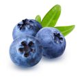 Blueberry Fruit Seeds - 50 Pieces +gift ( best quality seeds and 99% germination rate).