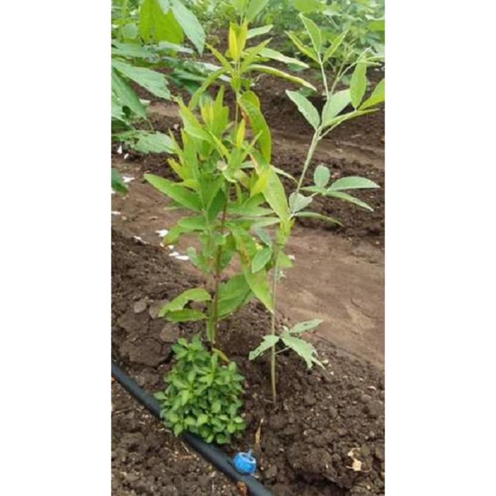 Blood Sandalwood Tree Seeds- 2Pcs seeds