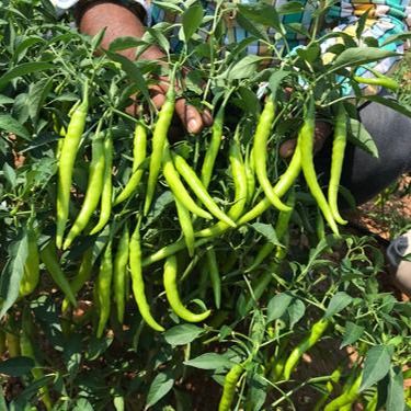 Bijli%20morich%20seed%2050%20pice%20+%20gift%20/%20long%20Chilli%20-%20Image%204