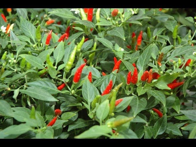 3%20Type%20Chili%20Seed%20Combo%20Pack%20-%20Capcicum,%20Long%20Chili%20&%20Suryamukhi%20Chili-%20%E0%A6%95%E0%A7%8D%E0%A6%AF%E0%A6%BE%E0%A6%AA%E0%A6%B8%E0%A6%BF%E0%A6%95%E0%A6%BE%E0%A6%AE,%20%E0%A6%B2%E0%A6%AE%E0%A7%8D%E0%A6%AC%E0%A6%BE%20%E0%A6%AE%E0%A6%B0%E0%A6%BF%E0%A6%9A%20%E0%A6%93%20%E0%A6%B8%E0%A7%82%E0%A6%B0%E0%A7%8D%E0%A6%AF%E0%A6%AE%E0%A7%81%E0%A6%96%E0%A7%80%20%E0%A6%AE%E0%A6%B0%E0%A6%BF%E0%A6%9A%E0%A7%87%E0%A6%B0%20%20%E0%A6%AF%E0%A6%A5%E0%A6%BE%E0%A6%95%E0%A7%8D%E0%A6%B0%E0%A6%AE%E0%A7%87%20%E0%A7%A8%E0%A7%AB,%20%E0%A7%AB%E0%A7%A6%20%E0%A6%93%20%E0%A7%A8%E0%A7%A6%20%E0%A6%9F%E0%A6%BE%20%E0%A6%95%E0%A6%B0%E0%A7%87%20%E0%A6%AC%E0%A7%80%E0%A6%9C%20%E0%A6%A5%E0%A6%BE%E0%A6%95%E0%A6%AC%E0%A7%87%20-%20Combo%20code%20-%20veg1%20-%20Image%207