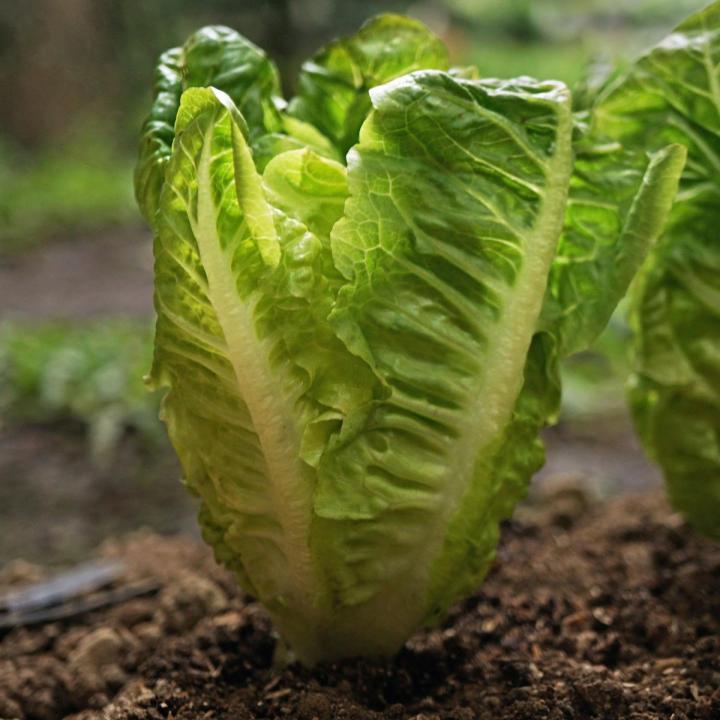 Luser Seed Lettuce Seed 25 pcs লেটুস পাতার বিজ Lettuse Seeds | Daraz.com.bd