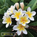 Kath Golap Plants / Plumeria Yellow Colour -without Pot. 