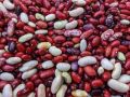 MIx Kidney Beans/ Rajma (Red + Black + White)- 500 gm. 