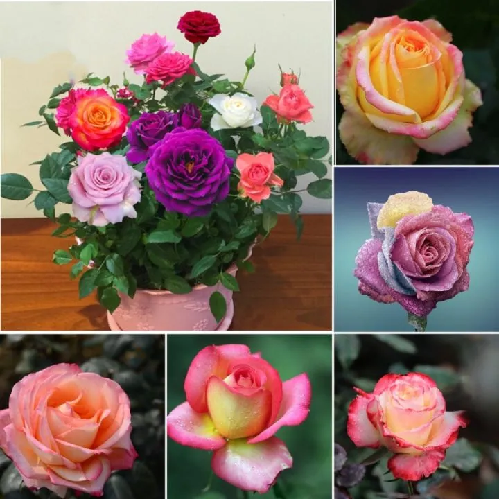 30pcs%20Global%20Mixed%20colors%20Rose%20Seeds%20rare%20rose%20flower%20rose%20Seeds%20-%20Image%203