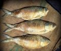 Shutki (Salty Hilsa Dried Fish) -600gm. 