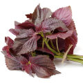 45pics Red Color Mint leaves Seeds (লাল পুদিনাপাতার বীজ ) + Gift.