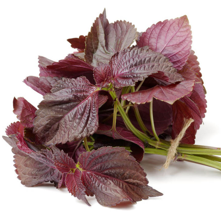 45pics%20Red%20Color%20Mint%20leaves%20Seeds%20(%E0%A6%B2%E0%A6%BE%E0%A6%B2%20%E0%A6%AA%E0%A7%81%E0%A6%A6%E0%A6%BF%E0%A6%A8%E0%A6%BE%E0%A6%AA%E0%A6%BE%E0%A6%A4%E0%A6%BE%E0%A6%B0%20%E0%A6%AC%E0%A7%80%E0%A6%9C%20)%20+%20Gift%20-%20Image%203