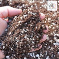 Cactus & Succulent (Organic) Soil Mix 1kg /Indoor Plants & Adenium Soil Mixt. 