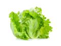 All season Lettuce leaf seed 40pice + gift. 