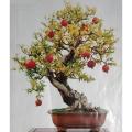 All Season Pomegranate Bonsai Seeds - 15 Pcs SeedS. 