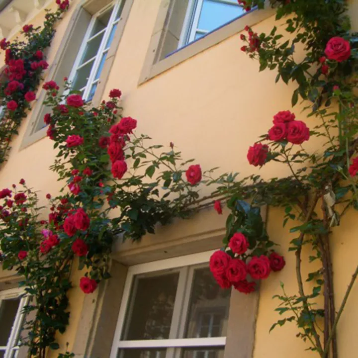 Rose%20Tree%20Perennial%20Roses%20Flower%20DIY%20Home%20Garden%20Potted%20Balcony%20&%20Yard%20Flower%20Plant%20&%20seeds%20beautiful%20bonsai%20potted%20plants-20pcs%20seeds%20-%20Image%202