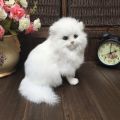 Realistic Plush Toy Simulation Cat Doll White Persian Cats Lifelike Kitten Model Birthday New Year Gift Home Decor Ornament LaoXzhongX. 