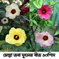 Mesta-Joba Flowers Seeds, Hybrid, Multicolor 10 Pices. 