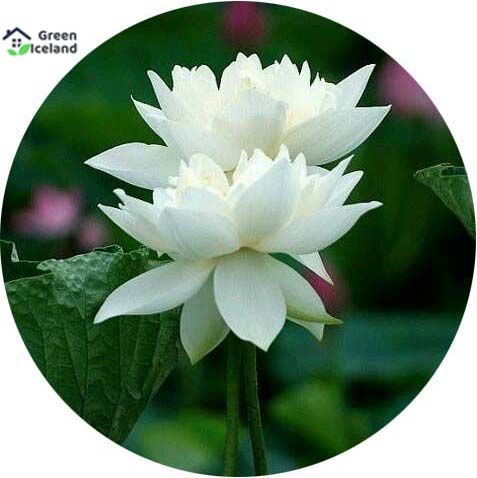 %C2%A0Thai%20All%20Season%20White%C2%A0Lotus%20Flower%20/%20Water%20Lily%20SeedS%C2%A0-%205%20Pcs%20SeedS*%20-%20Image%204