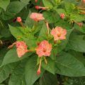 সন্ধ্যামালতি ফুলের বীজ - Seed 10/20 pcs Seed of SondhaMaloti Flower Mixed Color All Season.