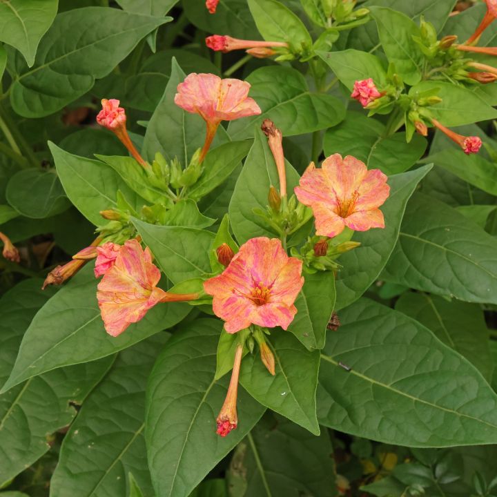 %E0%A6%B8%E0%A6%A8%E0%A7%8D%E0%A6%A7%E0%A7%8D%E0%A6%AF%E0%A6%BE%E0%A6%AE%E0%A6%BE%E0%A6%B2%E0%A6%A4%E0%A6%BF%20%E0%A6%AB%E0%A7%81%E0%A6%B2%E0%A7%87%E0%A6%B0%20%E0%A6%AC%E0%A7%80%E0%A6%9C%20-%20%20Seed%2010/20%20pcs%20Seed%20of%20SondhaMaloti%20Flower%20Mixed%20Color%20All%20Season%20-%20Image%204