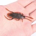 Funny toy Fake Cockroach Novelty Roaches Bugs Realistic Insects toy Prank Simulation Tricky Disgusting Scary Spoof toy 5 pcs.