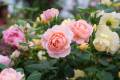 Global Rare Mary Colorful Rose Flower Tree Seeds - 30+ Seeds. 