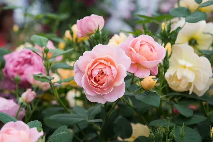 Global%20Rare%20Mary%20Colorful%20Rose%20Flower%20Tree%20Seeds%20-%2030+%20Seeds%20-%20Image%204
