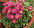 ডেইজি / Daisy Flower Seed - 20/40+ pcs Seed Bellis Perensis Flower Seed Mixed Color Flower. 