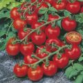 Japanese Tomato Biz 25 Piece SEEDS Home Tuber. 