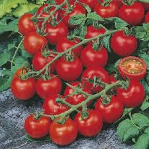 Japanese%20Tomato%20Biz%2025%C2%A0Piece%20SEEDS%20Home%20Tuber%20-%20Image%202