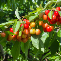Australian Cherry Bonsai Seeds - 5 Piece Seeds.