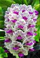 Cymbidium Orchid,Cymbidium  Flower Seeds,22 Colours to Choose,Seed for Home Garden : Mix  - 10Pcs. 