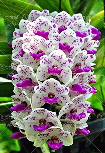 Cymbidium%20Orchid,Cymbidium%20%20Flower%20Seeds,22%20Colours%20to%20Choose,Seed%20for%20Home%20Garden%20:%20Mix%20%20-%2010Pcs%20-%20Image%203