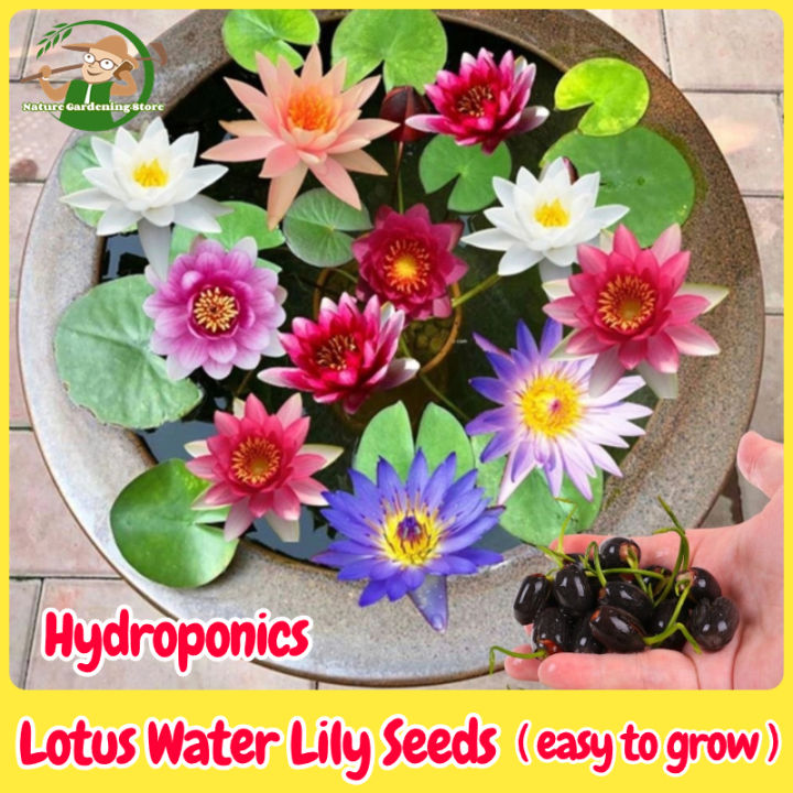 5pcs /bag Mix Colour Lotus Water Lily Seed Real Bowl Lotus Seed Water Lily Plant Seeds