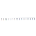 2 Piece Piano Note Sticker Button Strip Silicone Color Universal White (PVC Box) 61 Keys.