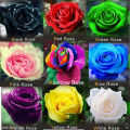 Global Mixed Rainbow Roses Flower Seeds - 30 Pcs Seeds. 
