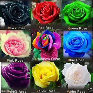 Global%20Mixed%20Rainbow%20Roses%20Flower%20Seeds%20-%2030%20Pcs%20Seeds%20-%20Image%207