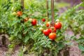 Summer Tomato - 15/30 pcs  F1 Hybrid Seed -  গ্রিষ্মকালিন টমাটো হাইব্রিড বিজ অসময় বা বারমারই বপন করা যায়. 