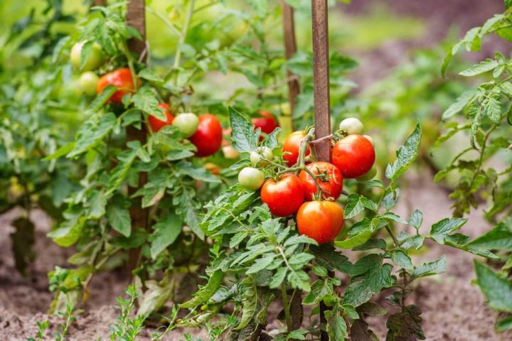 Summer%20Tomato%20-%2015/30%20pcs%20%20F1%20Hybrid%20Seed%20-%20%20%E0%A6%97%E0%A7%8D%E0%A6%B0%E0%A6%BF%E0%A6%B7%E0%A7%8D%E0%A6%AE%E0%A6%95%E0%A6%BE%E0%A6%B2%E0%A6%BF%E0%A6%A8%20%E0%A6%9F%E0%A6%AE%E0%A6%BE%E0%A6%9F%E0%A7%8B%20%E0%A6%B9%E0%A6%BE%E0%A6%87%E0%A6%AC%E0%A7%8D%E0%A6%B0%E0%A6%BF%E0%A6%A1%20%E0%A6%AC%E0%A6%BF%E0%A6%9C%20%E0%A6%85%E0%A6%B8%E0%A6%AE%E0%A7%9F%20%E0%A6%AC%E0%A6%BE%20%E0%A6%AC%E0%A6%BE%E0%A6%B0%E0%A6%AE%E0%A6%BE%E0%A6%B0%E0%A6%87%20%E0%A6%AC%E0%A6%AA%E0%A6%A8%20%E0%A6%95%E0%A6%B0%E0%A6%BE%20%E0%A6%AF%E0%A6%BE%E0%A7%9F%20-%20Image%204