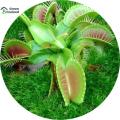 Insectivorous Dionaea Muscipula flytrap Seeds - 10 Pcs Seeds. 