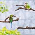 5PCS Bird Perch Natural Wood Grape Stick Stand, 3 Grape Stick Paw Grinding Fork Parakeet Chewing Stick 2 Parrot Stand Branch, Chewing Exercise Branches Bird Cage Accessories. 