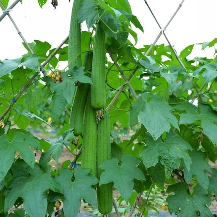 100%25%20Original%20Luffa%20Seed%20Loofah%20Seeds%20Organic%20Vegetable%20Seeds%20for%20Planting%20(30%20Seeds%20Per%20Pack)%20High%20Yield%20Vegetables%20Seeds%20for%20Gardening%20Bonsai%20Seeds%20Potted%20Live%20Plants%20for%20Sale%20Real%20Plants%20Microgreens%20Seeds%20Easy%20To%20Grow%20High%20Germination%20Rate%20-%20Image%203