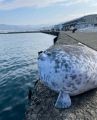 23.7 inch Large Seal Plush Toy Soft Stuffed Sea Lion Toy Chubby Seal Plushie for Boys Girls Ocean Animals Kids Gifts Christmas. 