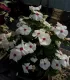 Vinca (নয়নতারা) Flower Seed - 25+ pcs Mix Color F2 Hybrid Seed. 