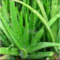 Alovera plant   1 piece. 