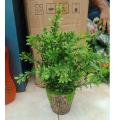Artificial Plastic Plant Tree -23 - Home Decoration Item - Home Decoration Item.
