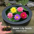 5pcs /bag Mix Colour Lotus Water Lily Seed Real Bowl Lotus Seed Water Lily Plant Seeds.
