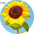 20 Pcs Global Sunflower Bonsai Plant Seeds (সূর্যমুখী ফুল বীজ). 