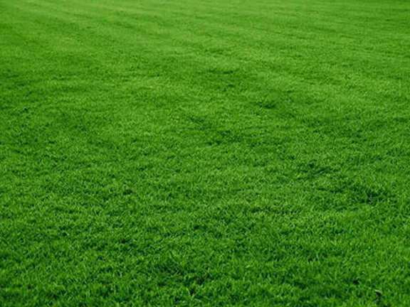 Lawn%20Grass%20(%E0%A6%95%E0%A6%BE%E0%A6%B0%E0%A7%8D%E0%A6%AA%E0%A7%87%E0%A6%9F%20%E0%A6%98%E0%A6%BE%E0%A6%B8)%20Seed/%E0%A6%AC%E0%A7%80%E0%A6%9C-%20200%20Pcs%20Seeds%20-%20Image%205