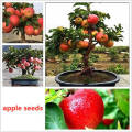 All Season Global Apple Tree Seeds -15Pcs Seeds.