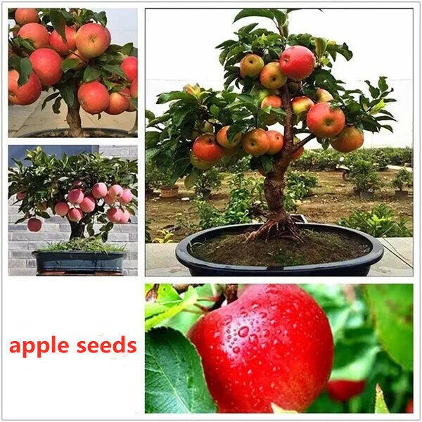 All%20Season%20Global%20Apple%20Tree%20Seeds%20-15Pcs%20Seeds%20-%20Image%204
