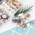 About 100Pcs/Box Natural Conch Shells Aquarium Landscape Seashells Crafts Decor Cherry Super Store. 