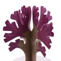 Artificial Trees Decorative Science Toys Japan Desktop Cherry Blossom Sakura Crystal Trees Magically Paper Magic Growing Tree. 