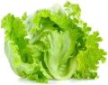 100+Pcs -Home garden plant Lettuce Grand Rapid Seeds Easy to Grow. 